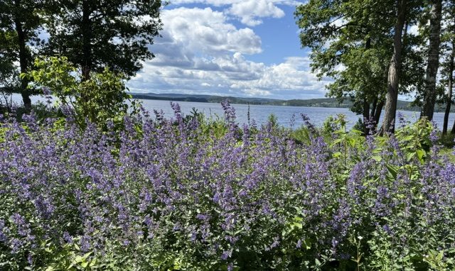 Blommor på Sågudden. Foto: David Fryxelius.
